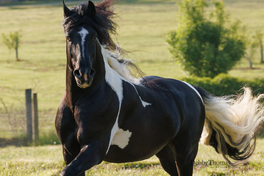 Zante - Partbred Friesian Stallion